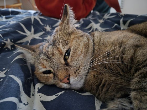 Samsung Galaxy S25 FE