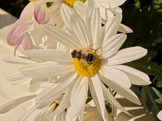 Смартфон Poco F8 Pro: компактнее, мощнее и с телевиком