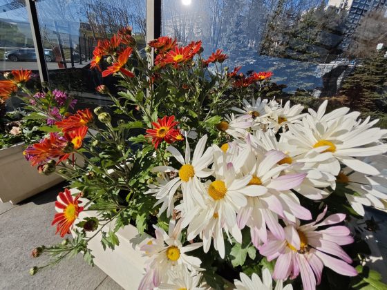 Смартфон Poco F8 Pro: компактнее, мощнее и с телевиком