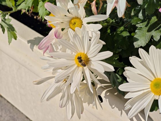 Смартфон Poco F8 Pro: компактнее, мощнее и с телевиком