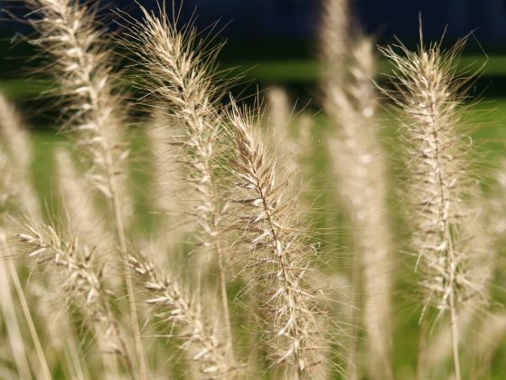 Смартфон Realme GT 8 Pro — камера и дисплей 7000 нит