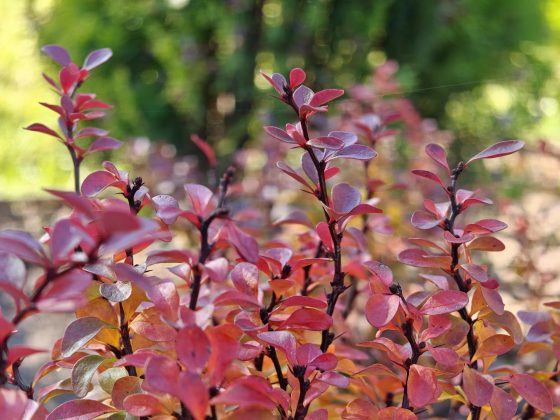 Смартфон Realme GT 8 Pro — камера и дисплей 7000 нит