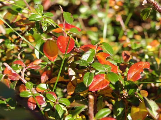 Смартфон Realme GT 8 Pro — камера и дисплей 7000 нит