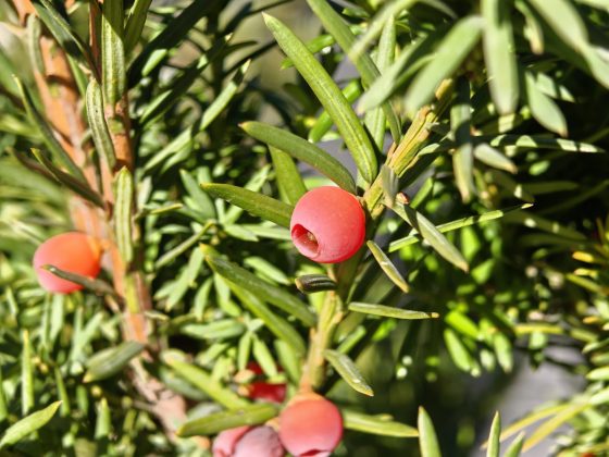 Смартфон Realme GT 8 Pro — камера и дисплей 7000 нит