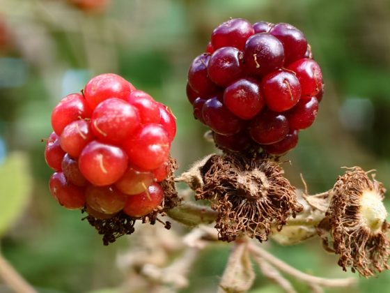 Смартфон Sony Xperia 1 VII: стильный «кирпич» для фанатов