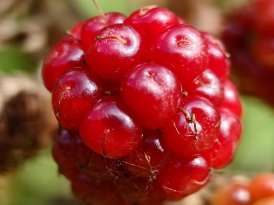 Смартфон Sony Xperia 1 VII: стильный «кирпич» для фанатов