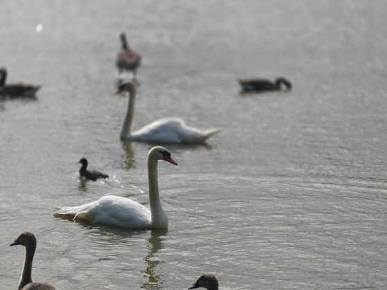 Смартфон Sony Xperia 1 VII: стильный «кирпич» для фанатов