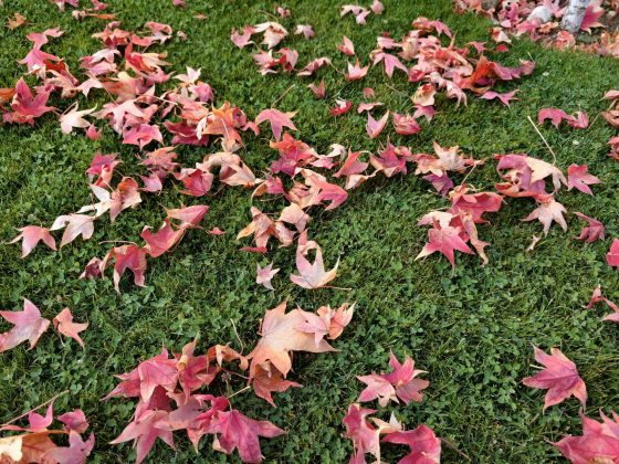 Смартфон vivo X300 Pro: камера, дисплей и OriginOS 6