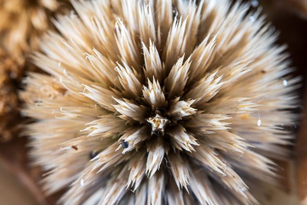 Удлинительные кольца Viltrox DG AF: макроапгрейд без боли