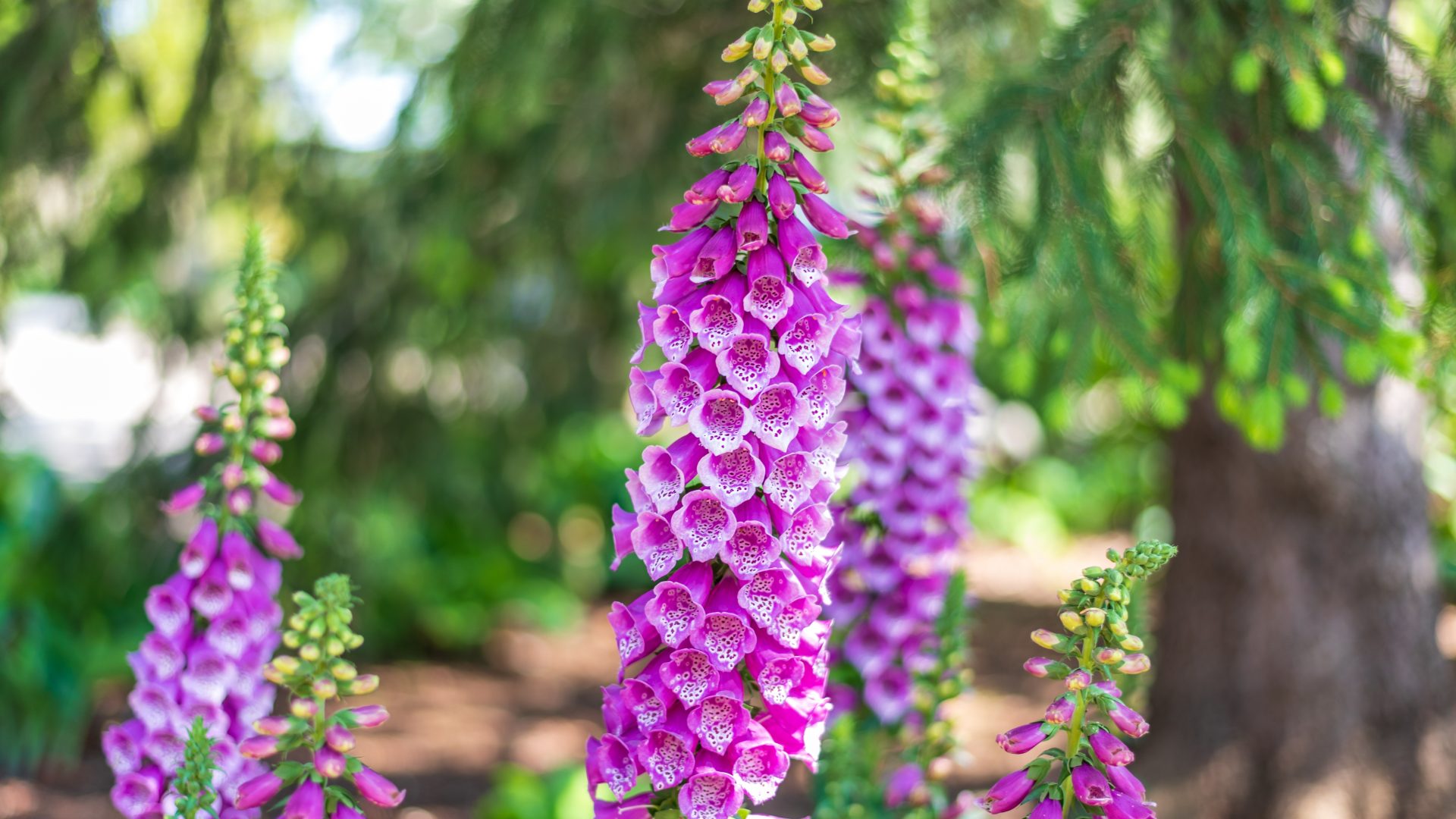 Вырывайте немедленно: этот популярный дачный цветок может вас убить
