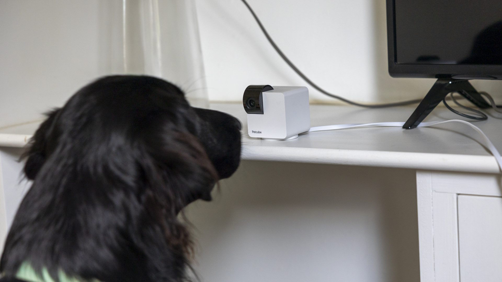 Обзор Petcube Cam 360: полный охват для наблюдения за питомцами картинка Petcube Cam 360