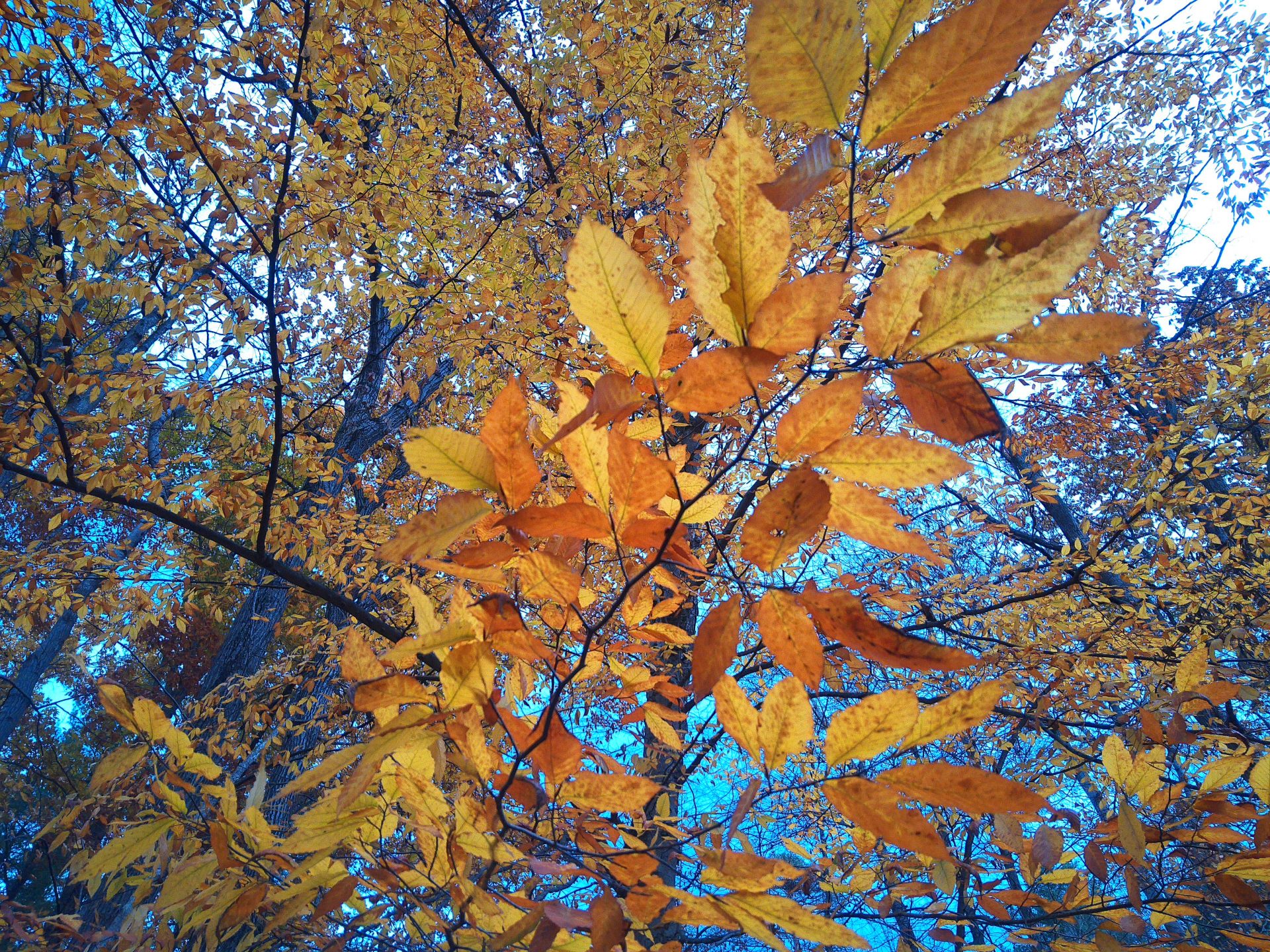 Обзор Camp Snap CS-Pro: компактная ретро-камера, которая стоит своих денег картинка Camp Snap CS-Pro