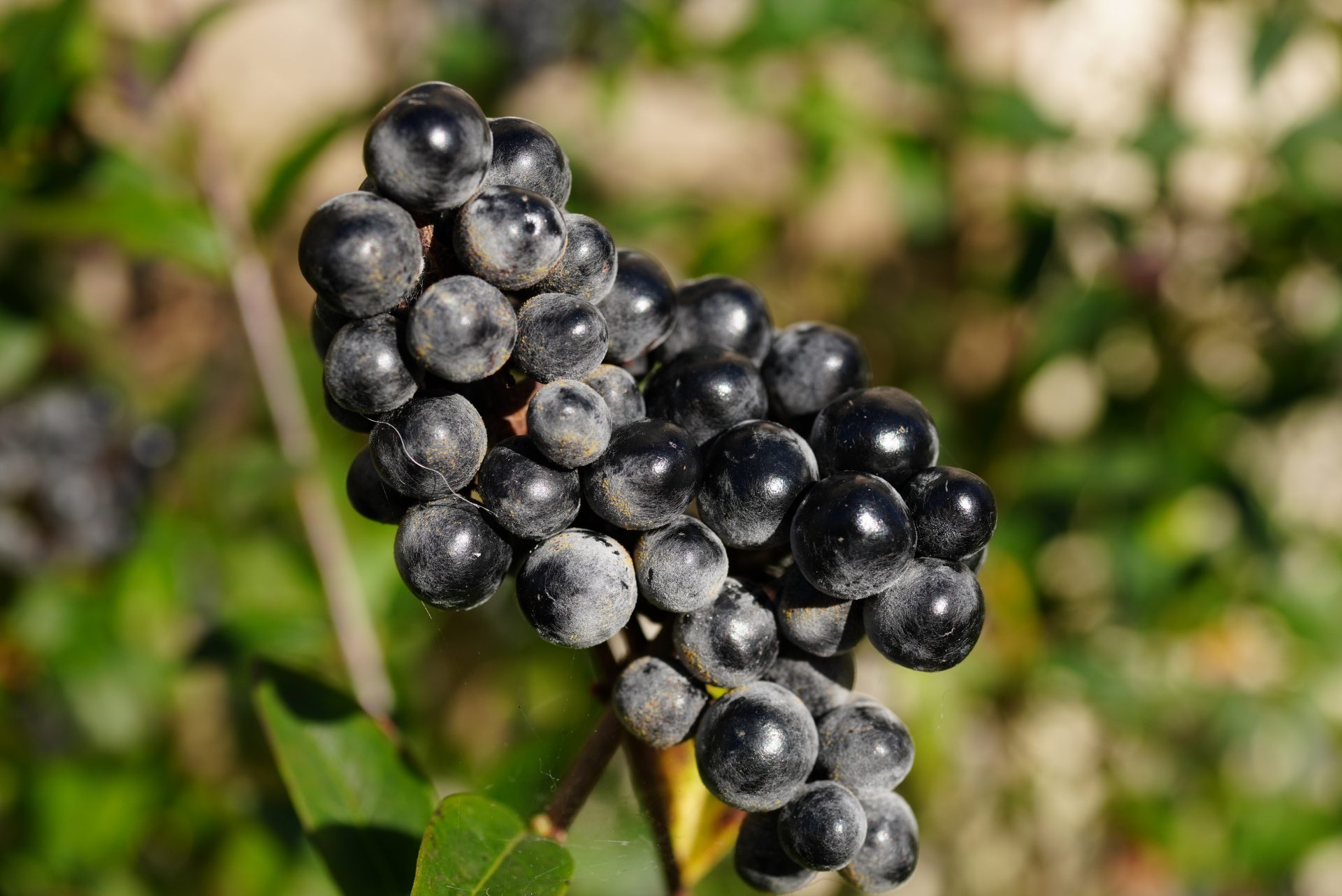 Обзор Sony RX1R III: достойная камера по грабительской цене картинка Sony RX1R III