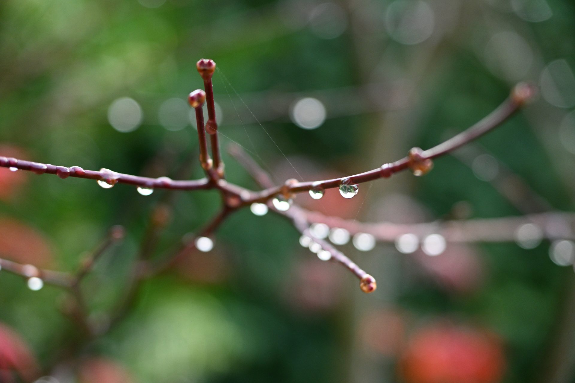 Nikon Z DX 16–50mm f/2.8 VR