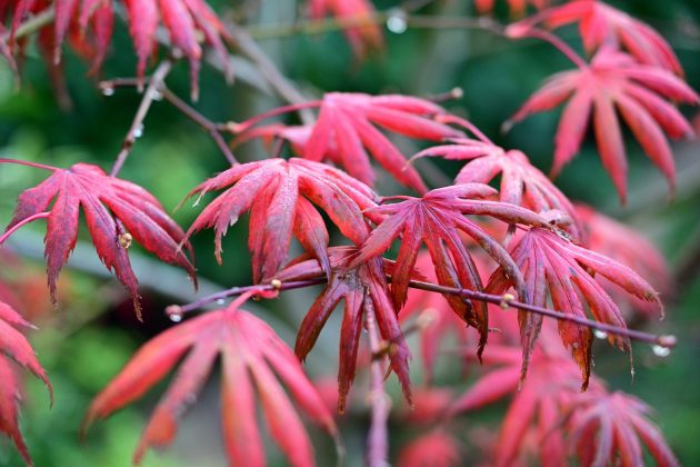 Nikon Z DX 16–50mm f/2.8 VR