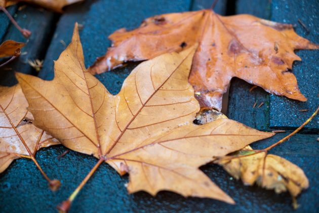 Nikon Z DX 16–50mm f/2.8 VR