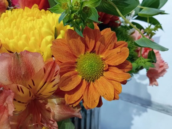 Motorola Moto G Play (2026)