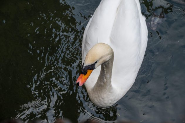 Nikon Z DX 16–50mm f/2.8 VR