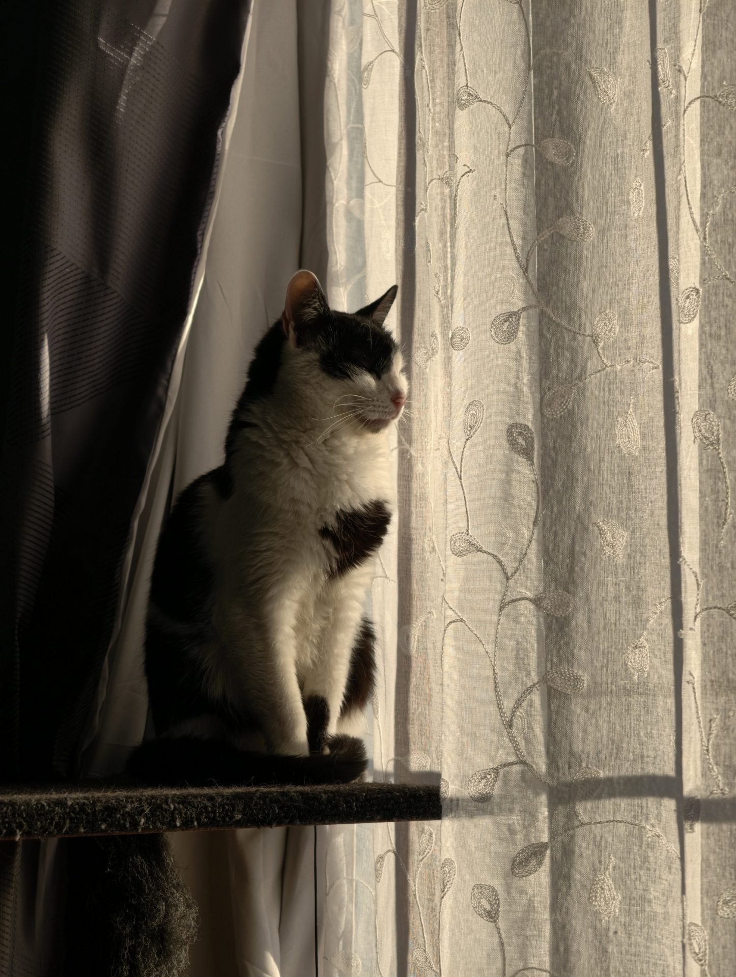 Обзор vivo X300 Pro: один из лучших камерофонов 2025 года картинка vivo X300 Pro