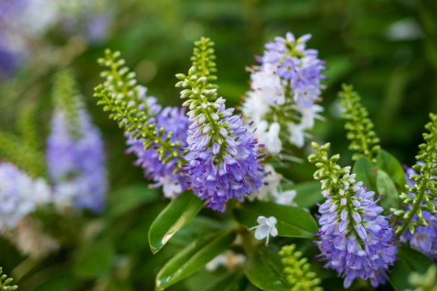 Nikon Z DX 16–50mm f/2.8 VR