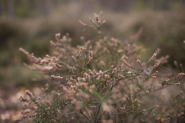 Беззеркальная камера Leica M EV1 | DGL.RU