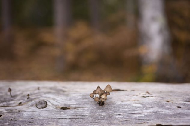 Беззеркальная камера Leica M EV1 | DGL.RU