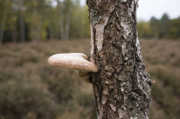 Беззеркальная камера Leica M EV1 | DGL.RU