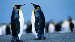 Debian или Ubuntu — какой Linux выбрать именно вам