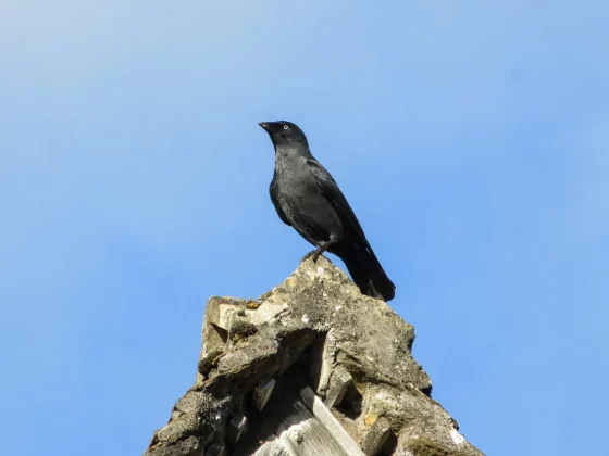 Canon PowerShot Elph 360 HS A