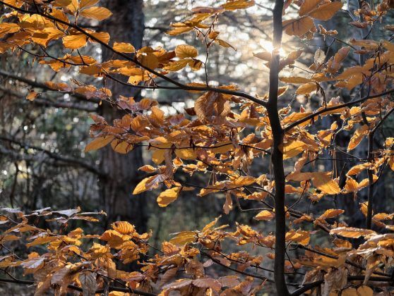 Битва гигантов 2025: пять телефонов, которые вышли победителями фото