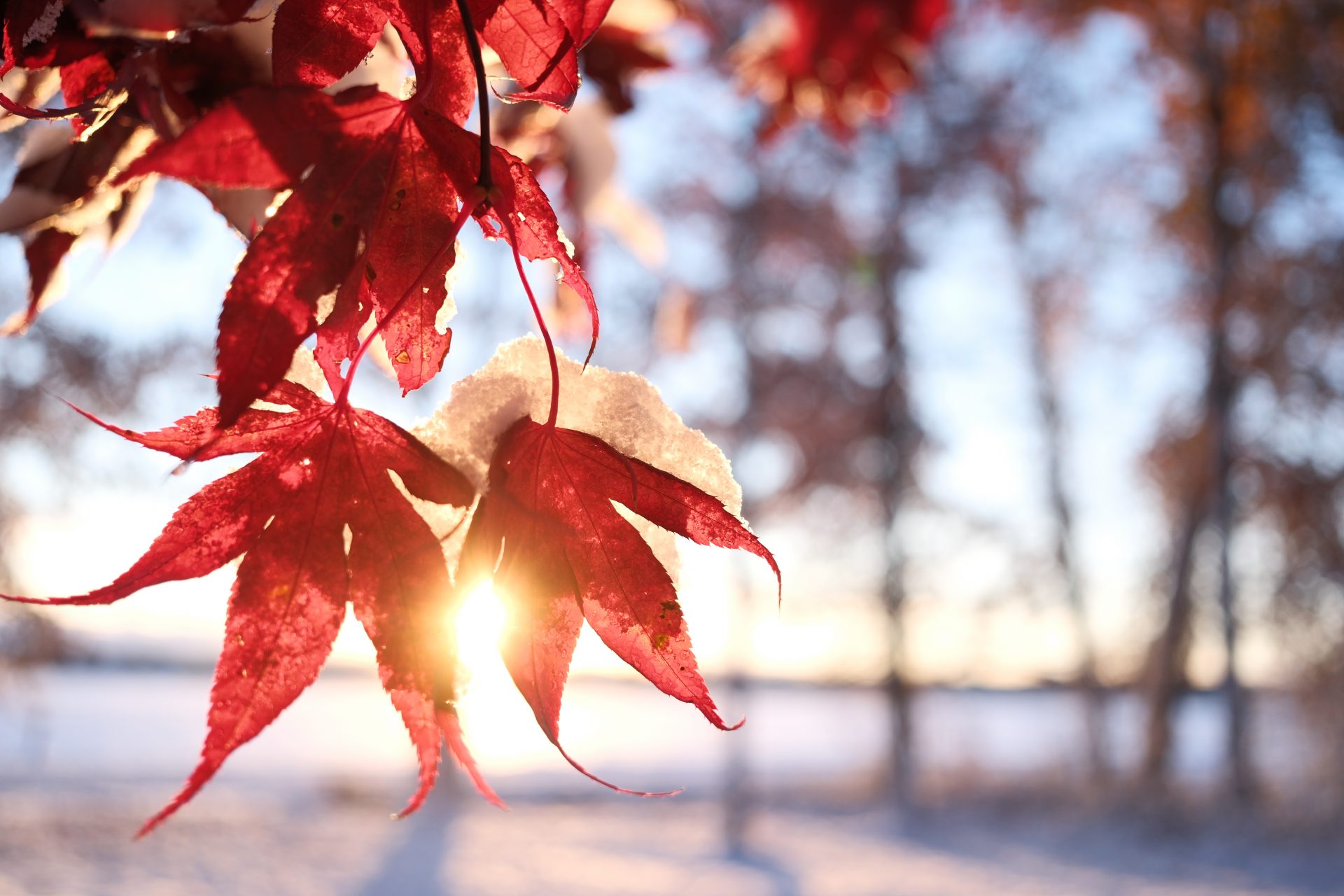 Обзор Fujifilm 23mm f/2.8 R WR: крошечный «блинчик» превращает беззеркальную камеру в компактную картинка Fujifilm 23mm f/2.8 R WR — компактный объектив | DGL.RU