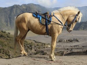 Иллюзия от Apple Sharp: почему мгновенная генерация 3D-сцен оказалась красивой пустышкой