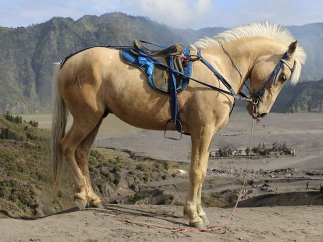 Иллюзия от Apple SHARP почему мгновенная генерация 3D-сцен оказалась красивой пустышкой (1)