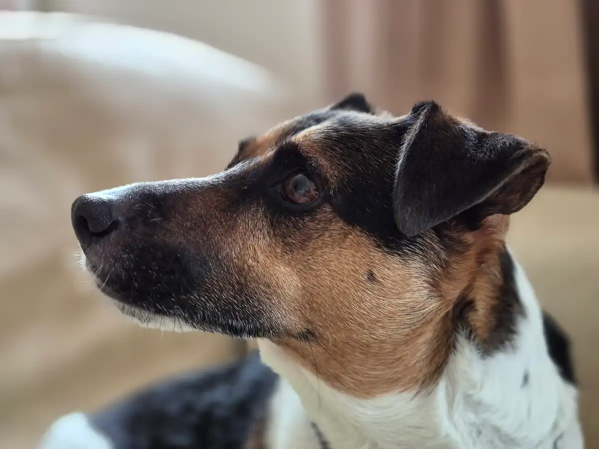 Камера вашего Android-смартфона — полный отстой. И вот почему