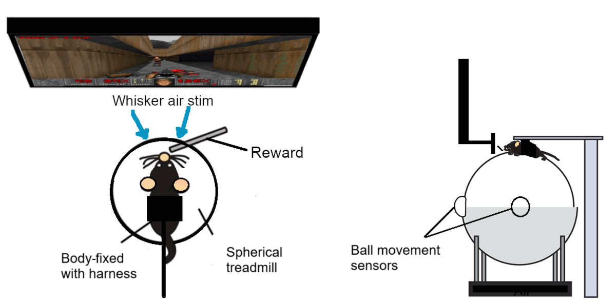 Крысы играют в Doom II: как животные управляют | DGL.RU