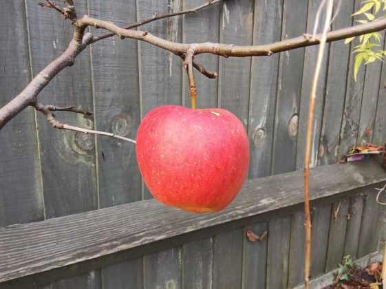 Lenovo Idea Tab с Tab Pen &mdash; бюджетный планшет | DGL.RU