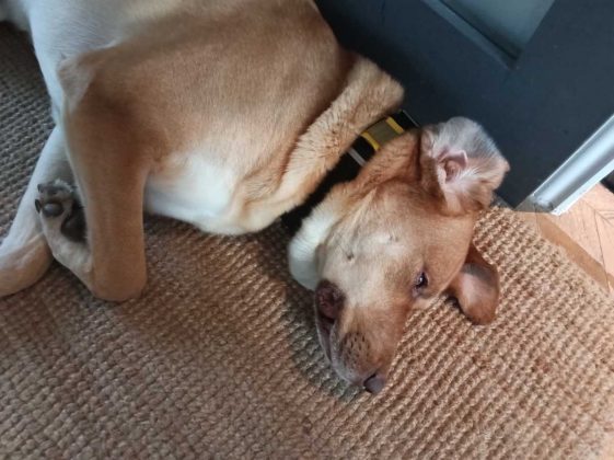 Lenovo Idea Tab с Tab Pen &mdash; бюджетный планшет | DGL.RU