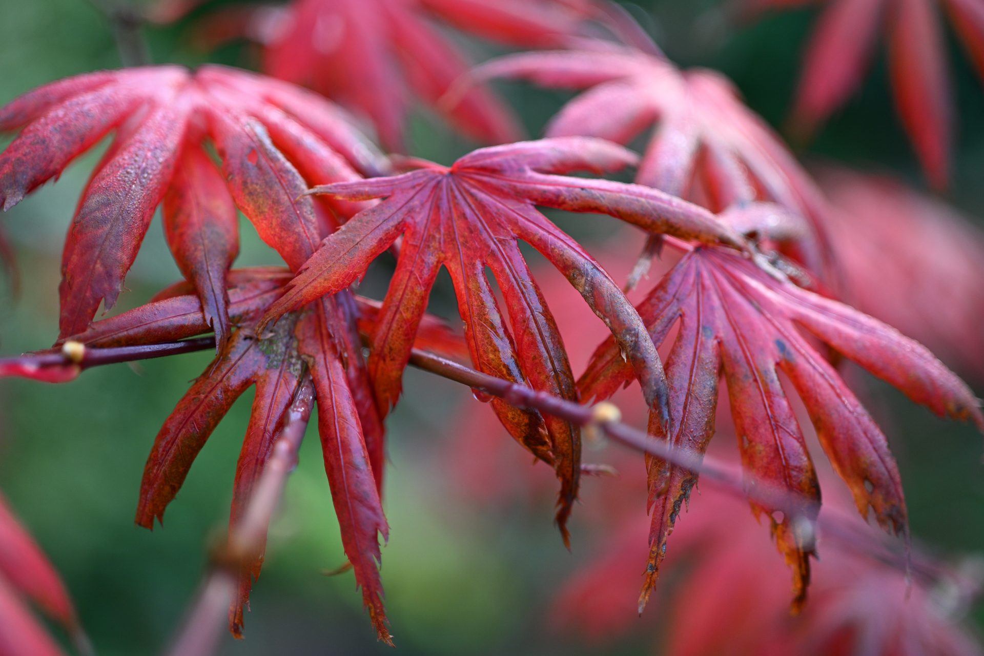 Обзор Nikon Z DX MC 35mm f/1.7: объектив для повседневной съемки картинка Объектив Nikon Z DX MC 35mm f/1.7 | DGL.RU