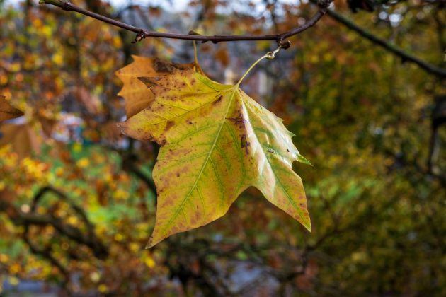 Объектив Nikon Z DX MC 35mm f/1.7 | DGL.RU