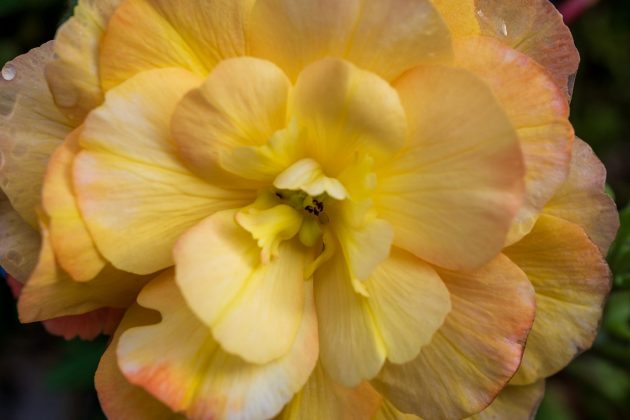 Объектив Nikon Z DX MC 35mm f/1.7 | DGL.RU