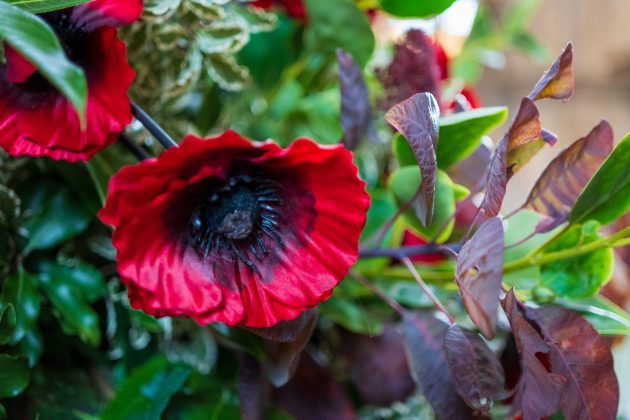 Объектив Nikon Z DX MC 35mm f/1.7 | DGL.RU