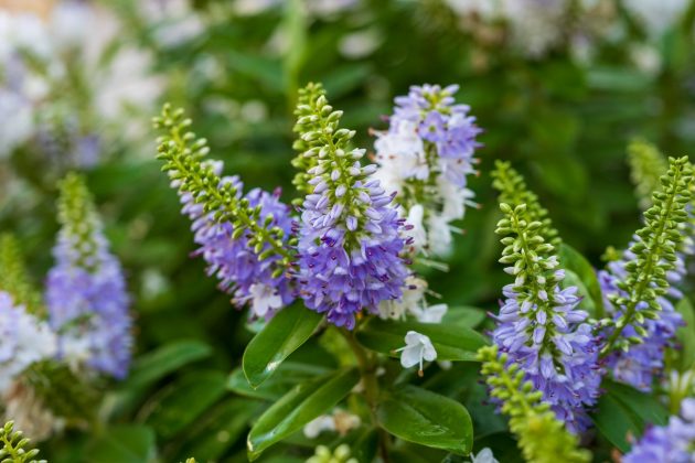 Объектив Nikon Z DX MC 35mm f/1.7 | DGL.RU