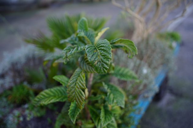 Объектив Viltrox AF 35mm f/1.2 Lab бросает вызов | DGL.RU