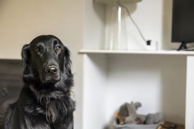 Обзор Petcube Cam 360: полный охват для наблюдения за питомцами картинка Petcube Cam 360