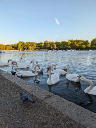 Разочарование года сравнили камеры Pixel 10 Pro и Oppo Find X8 Ultra. И вот почему вы не купите ни один из них