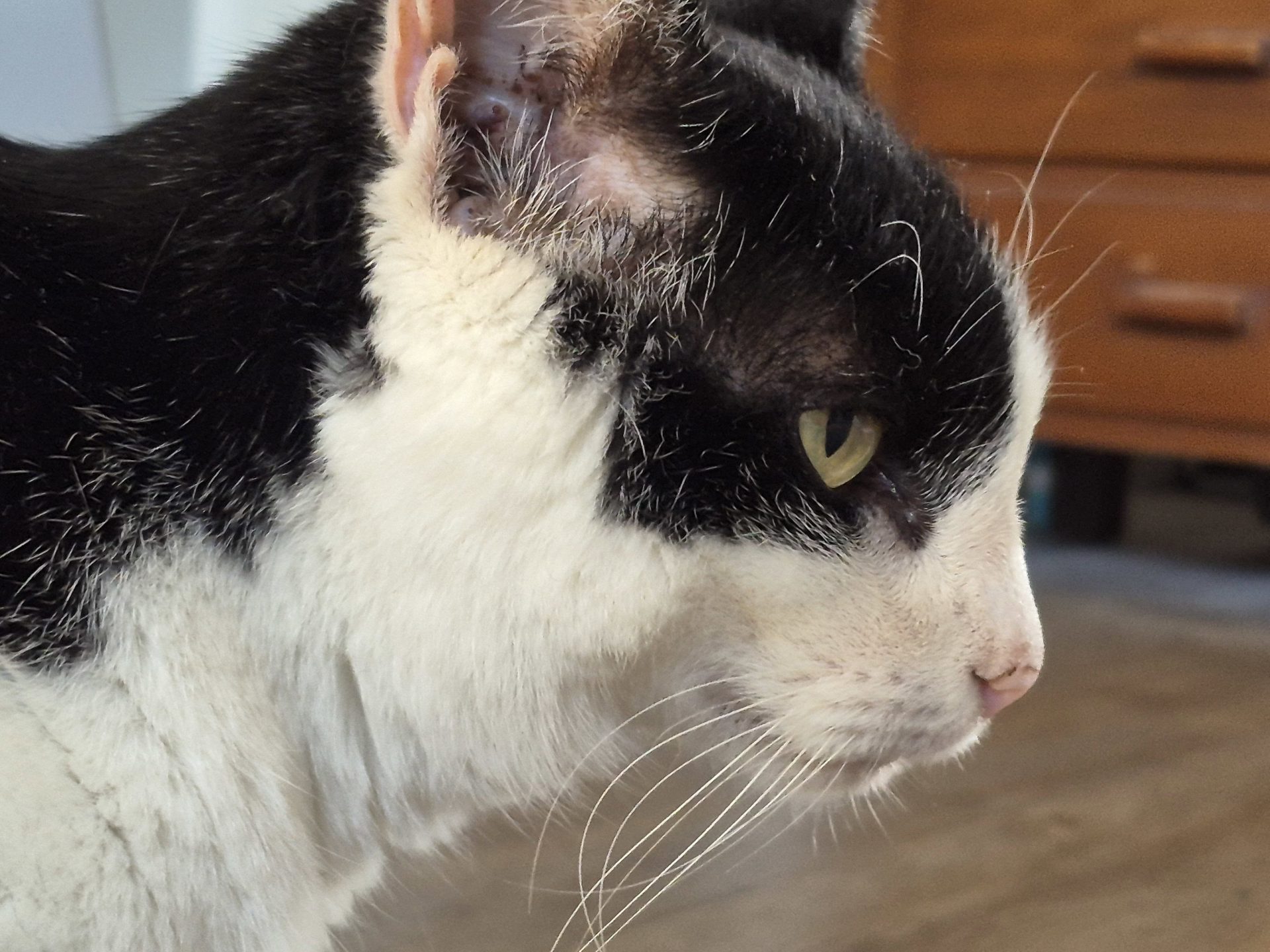 Samsung Galaxy S25 FE — хороший вариант для всех, кроме новых владельцев FE картинка Смартфон Galaxy S25 FE: эволюция Fan Edition | DGL.RU