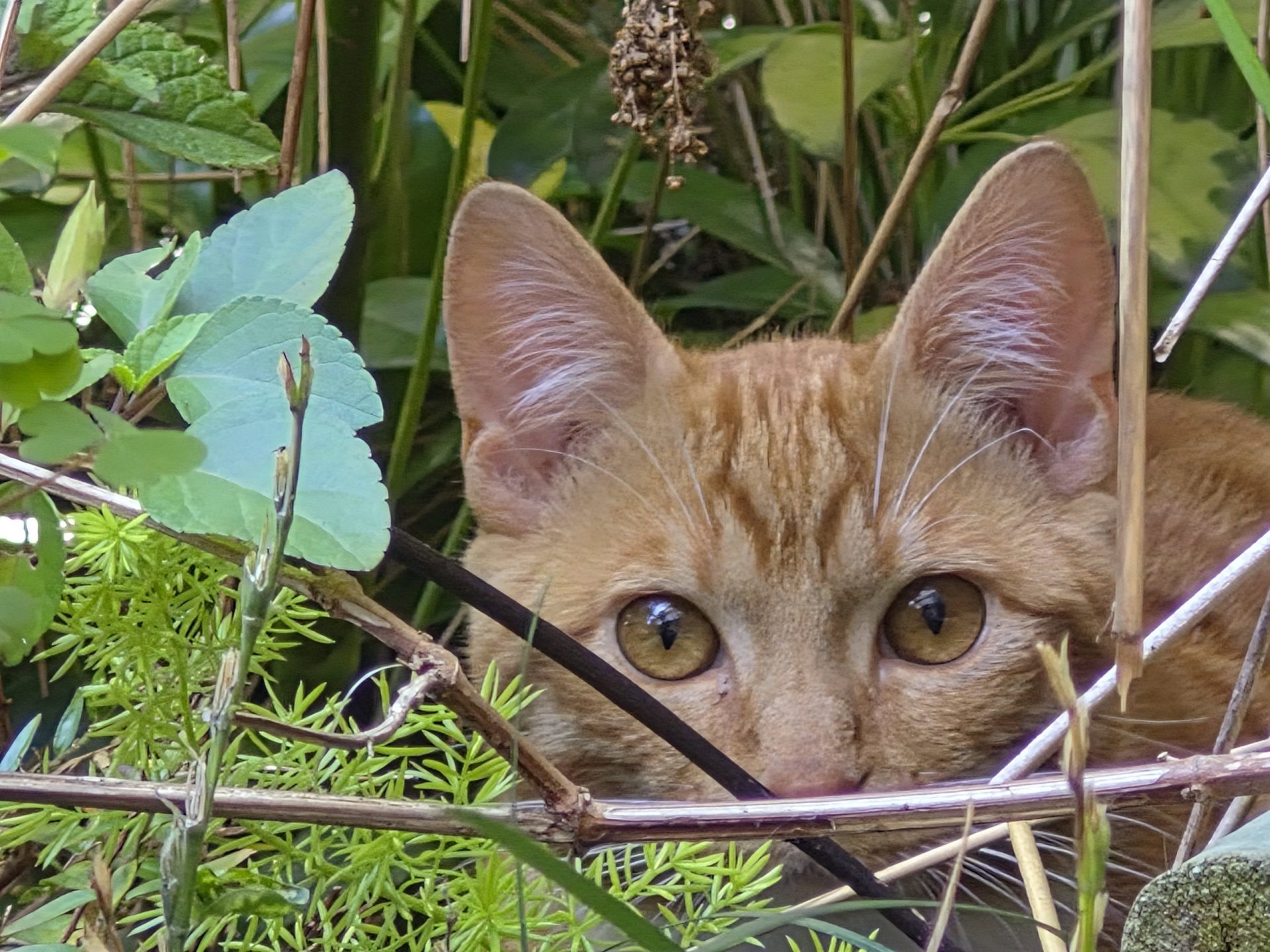 Samsung Galaxy S25 FE — хороший вариант для всех, кроме новых владельцев FE картинка Смартфон Galaxy S25 FE: эволюция Fan Edition | DGL.RU