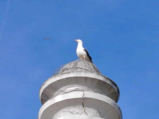 Смартфон Honor Magic 8 Lite: 3 дня от батареи | DGL.RU