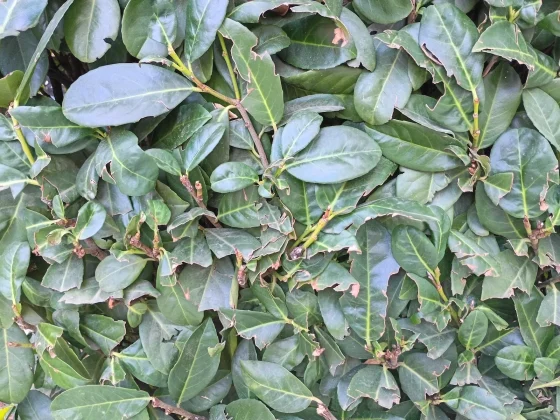 Смартфон Motorola Moto G (2026): бюджетный | DGL.RU