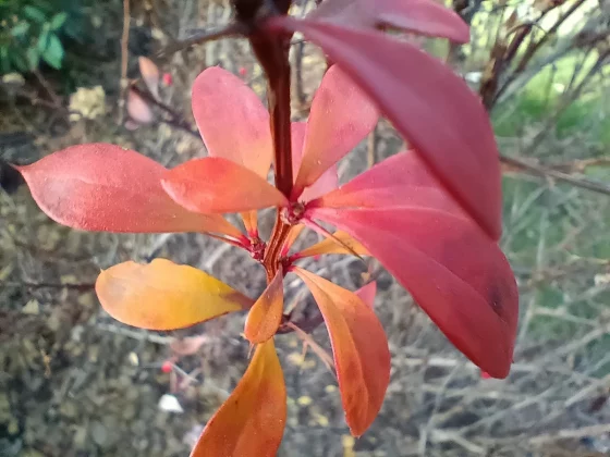 Смартфон Motorola Moto G (2026): бюджетный | DGL.RU